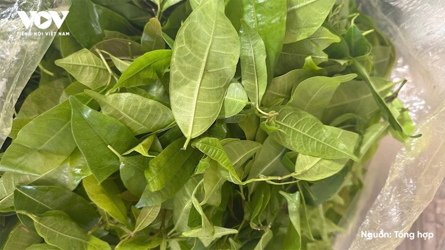 Loại lá rừng càng hái càng mọc thành đặc sản nhà hàng nhờ vị ngọt bùi lạ miệng