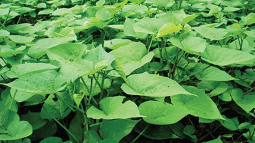 Xuất khẩu “lá lạ”, bất ngờ thu về cả triệu USD