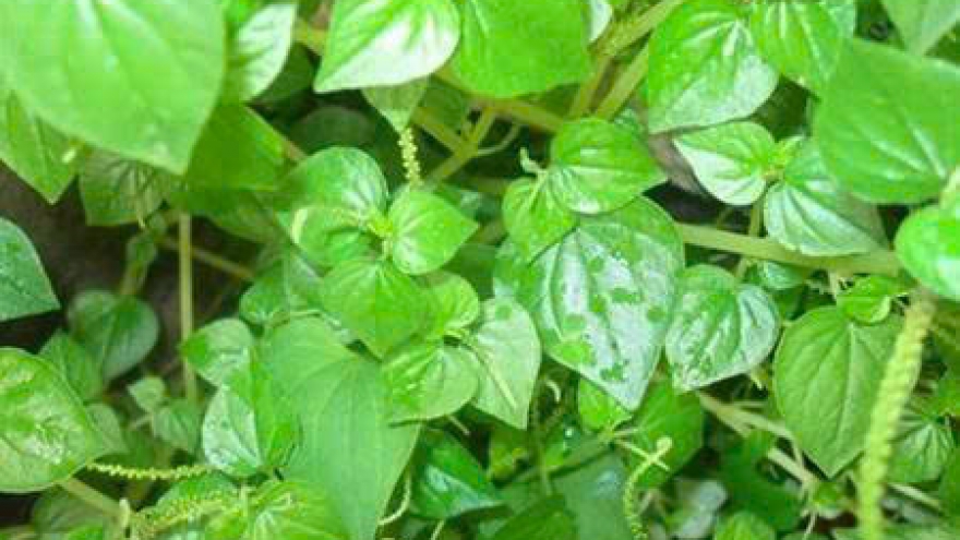 Rau càng cua rất bổ, nhưng 4 nhóm người này nên tránh xa