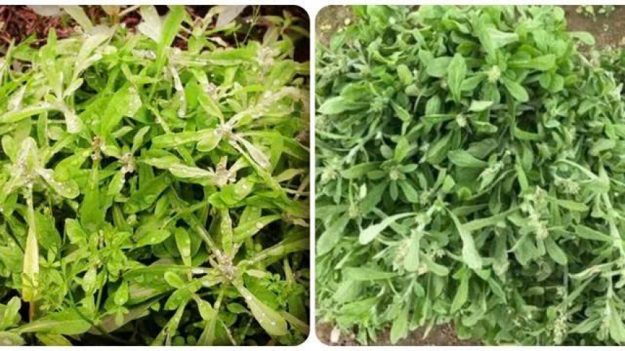 Rau khúc - loại rau mọc ven ruộng và những công dụng bất ngờ