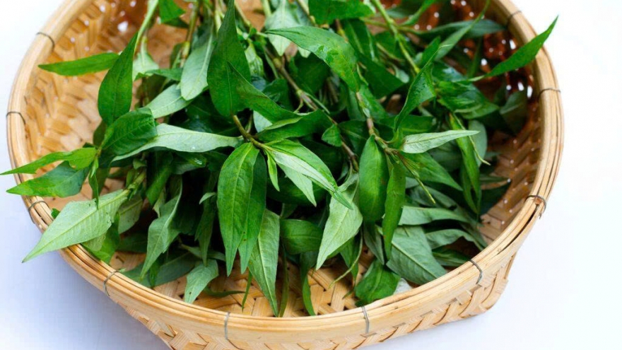 Những công dụng chữa bệnh ít người biết của rau răm