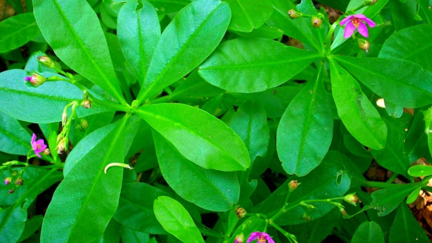 Rau sâm đất có tốt như lời đồn?