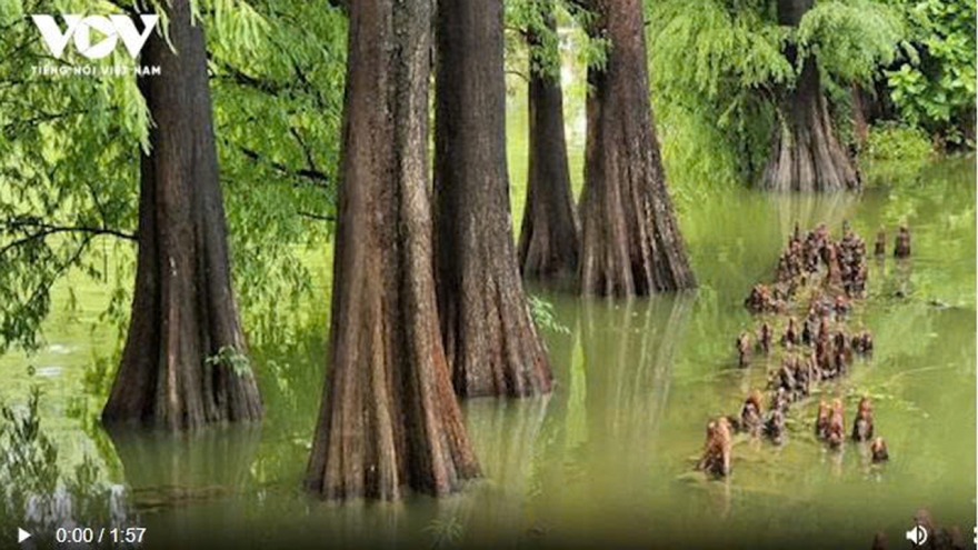 Cây quý hiếm đắt ngang biệt thự được gọi là “báu vật triệu năm”