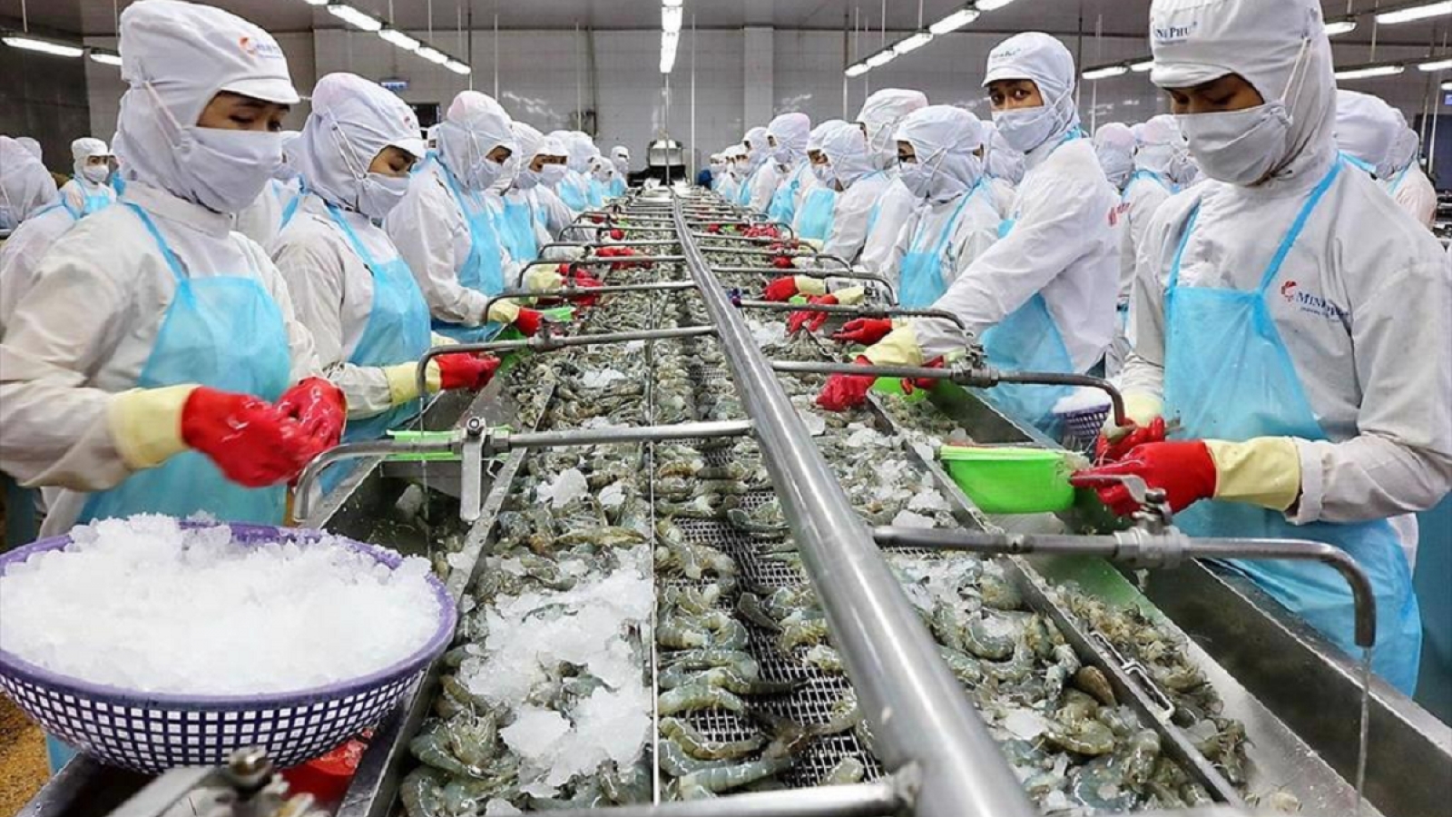 Thuế Mỹ tăng sốc, tôm Việt Nam nguy cơ mất đà trong năm 2026