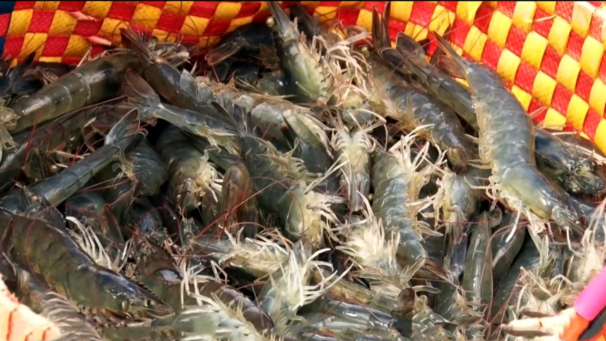 Vĩnh Long đẩy mạnh nuôi tôm công nghệ cao nhiều giai đoạn, nâng cao giá trị ngành