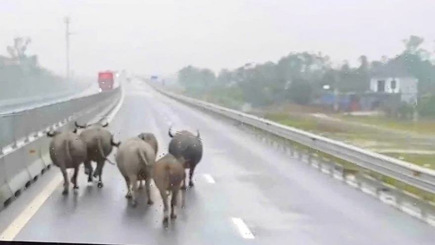 Làm gì để an toàn khi gặp vật nuôi trên cao tốc?