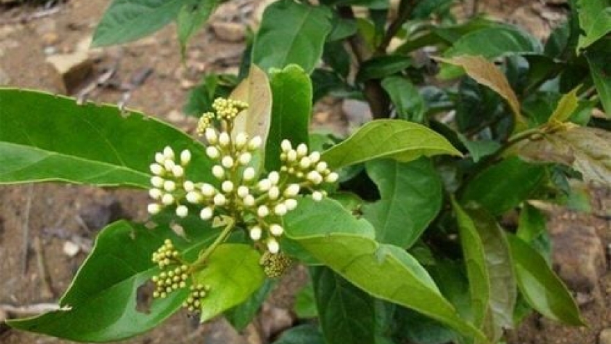 Xạ đen có thật sự “quý” như lời truyền miệng?