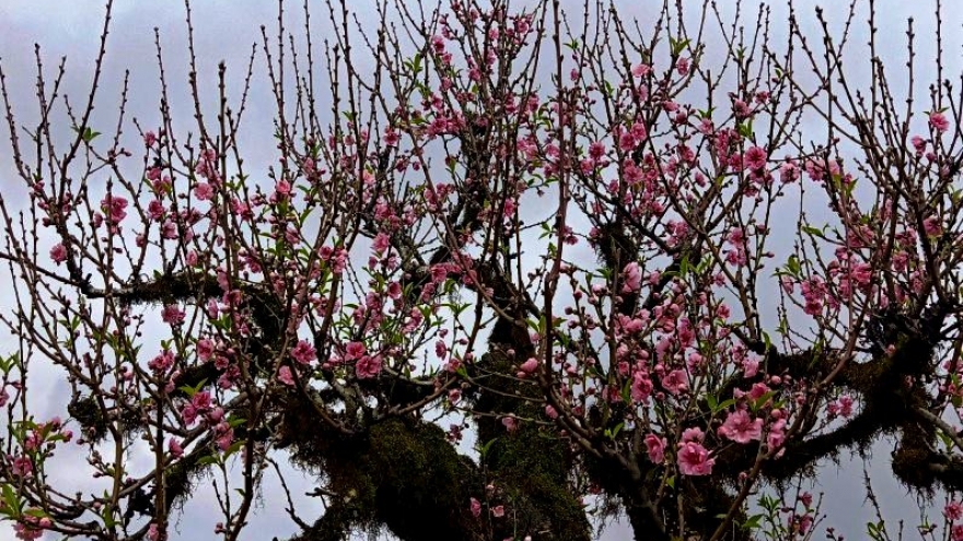 Xuân sớm về trên phố