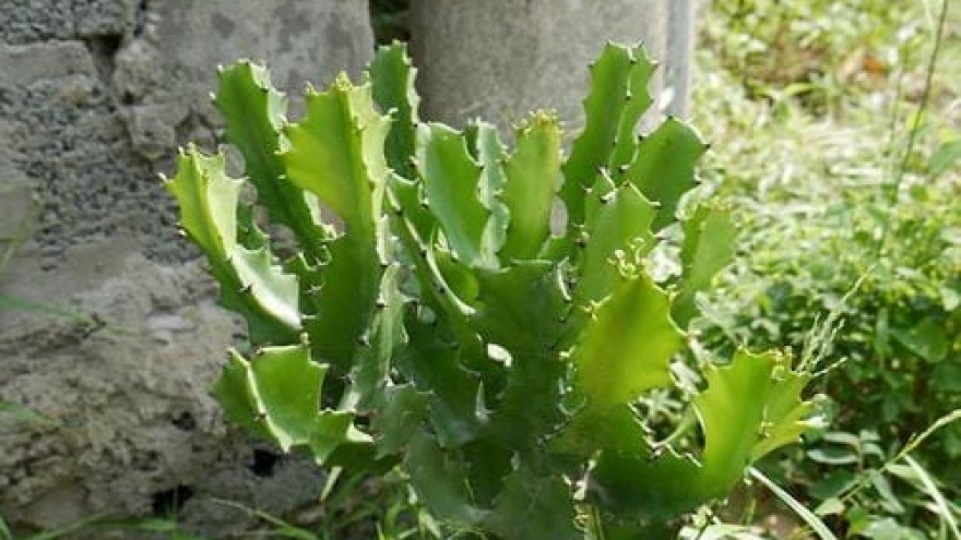 Khám phá công dụng chữa bệnh của cây xương rồng, rất ít người biết