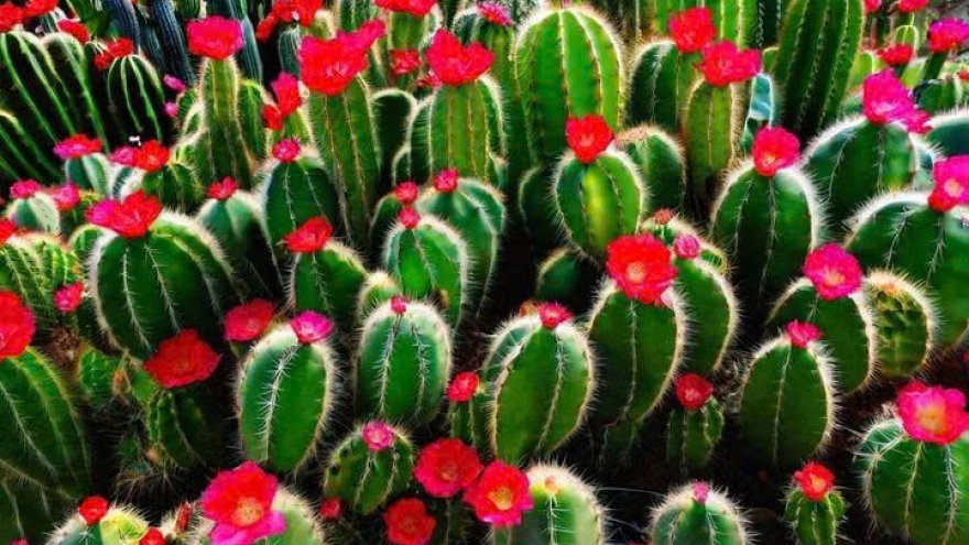 Những loại cây cảnh càng chăm tưới càng nhanh chết