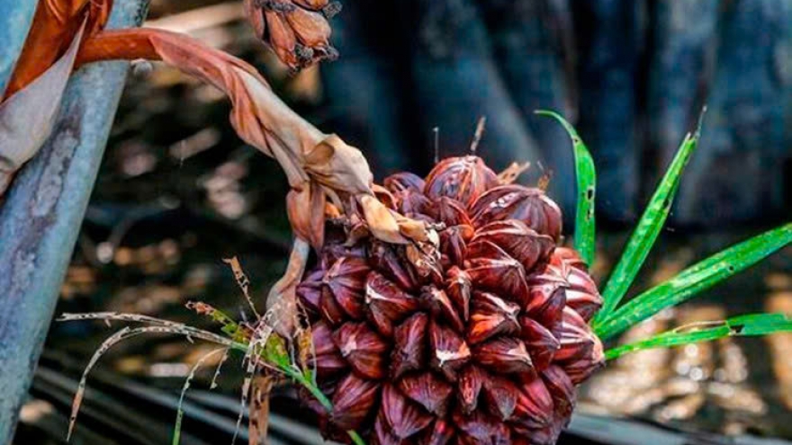 Loại dừa không có nước thành đặc sản được ưa chuộng