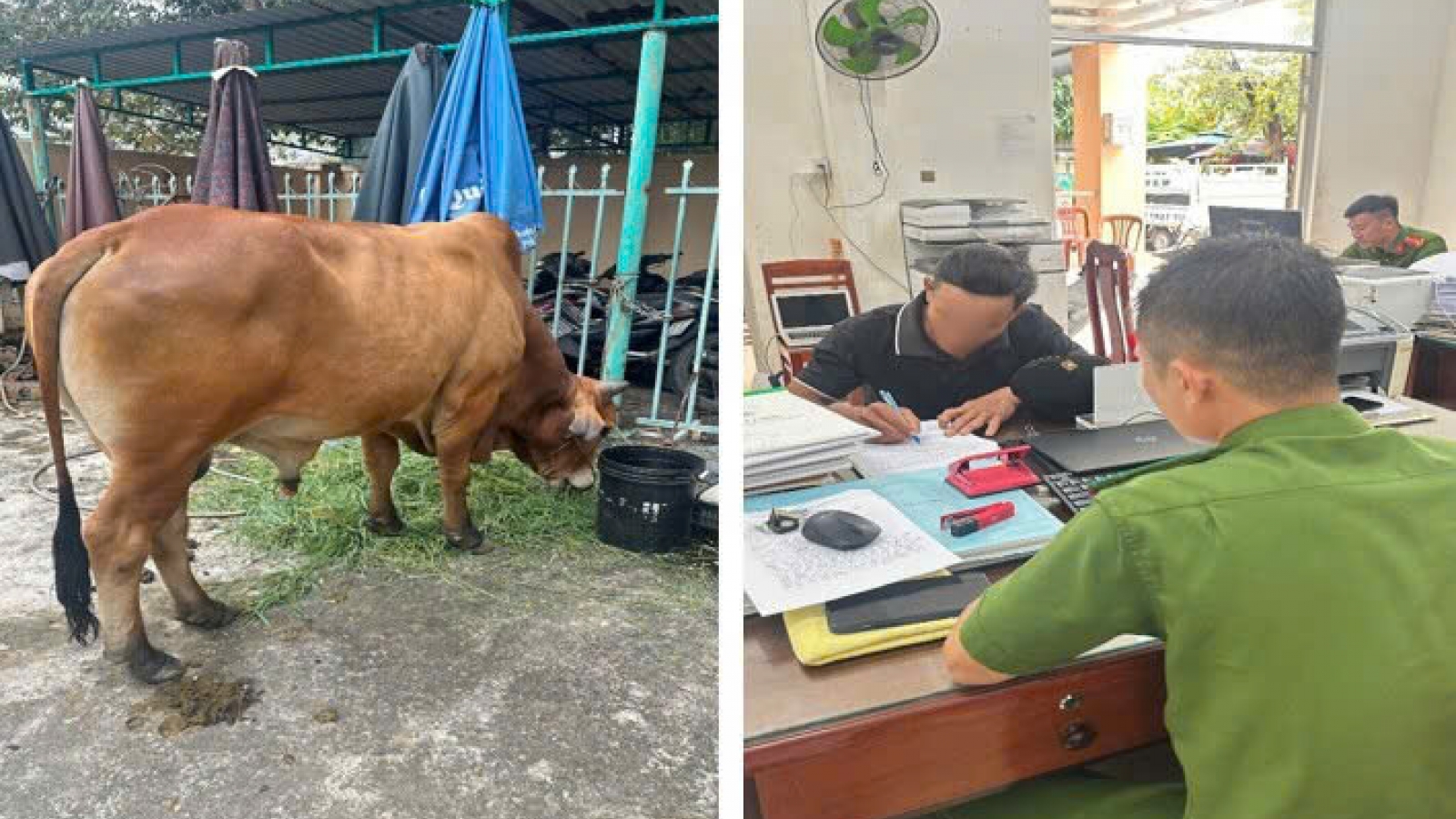 Thả rông bò trên đường, chủ bò bị xử phạt