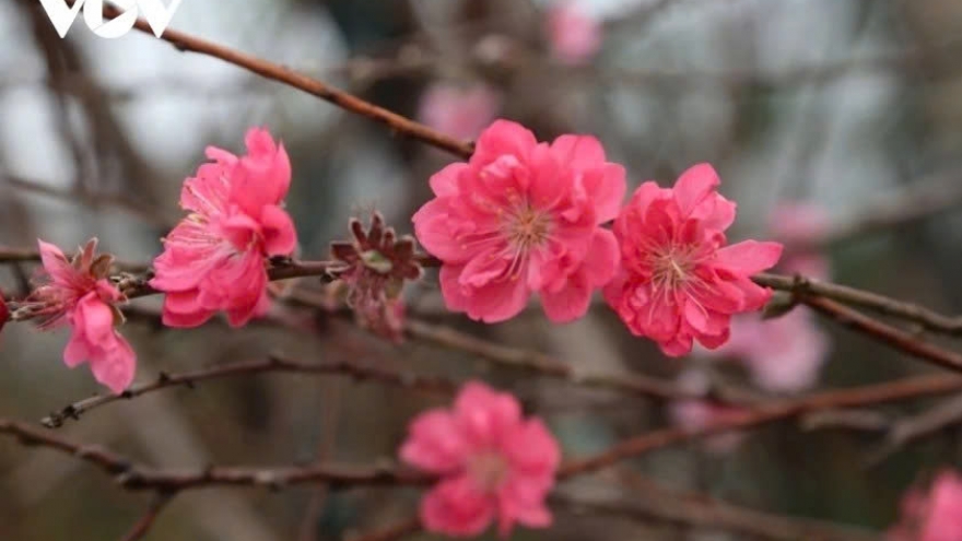 Chỉ thị của Ban Bí thư về việc tổ chức Tết Bính Ngọ năm 2026