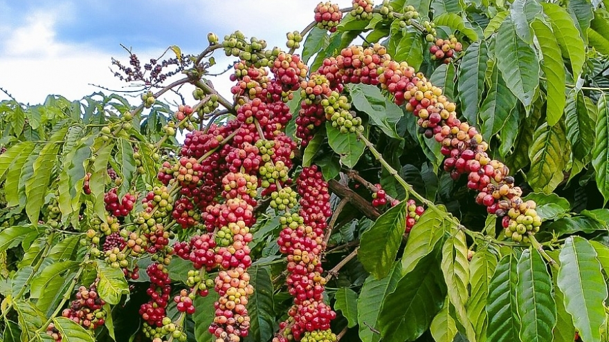 Giá cà phê hôm nay 9/1: giá cà phê biến động trái chiều trên cả 3 sàn