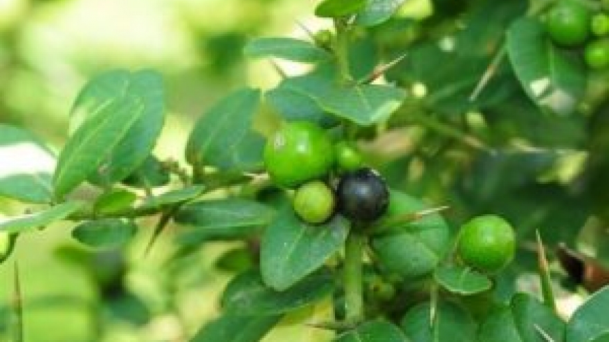 Hái ra tiền nhờ cây dược liệu quý mọc hoang