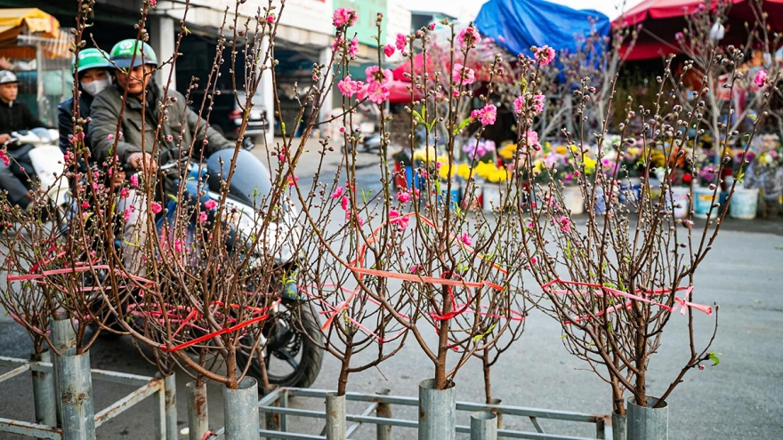 Tet flower market opens early in Hanoi as blooms arrive
