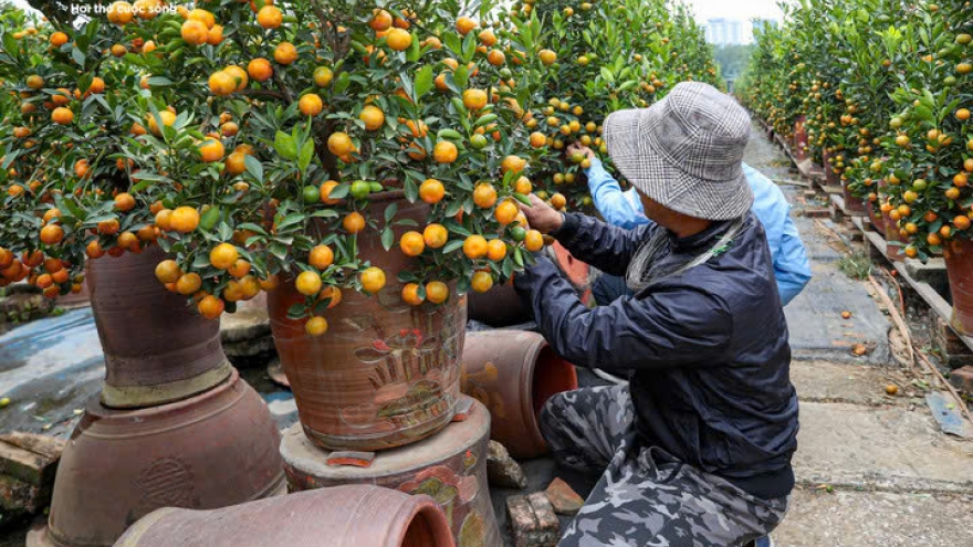 Mục sở thị quất 'nhà giàu' giá chục triệu đồng sẵn sàng xuống phố