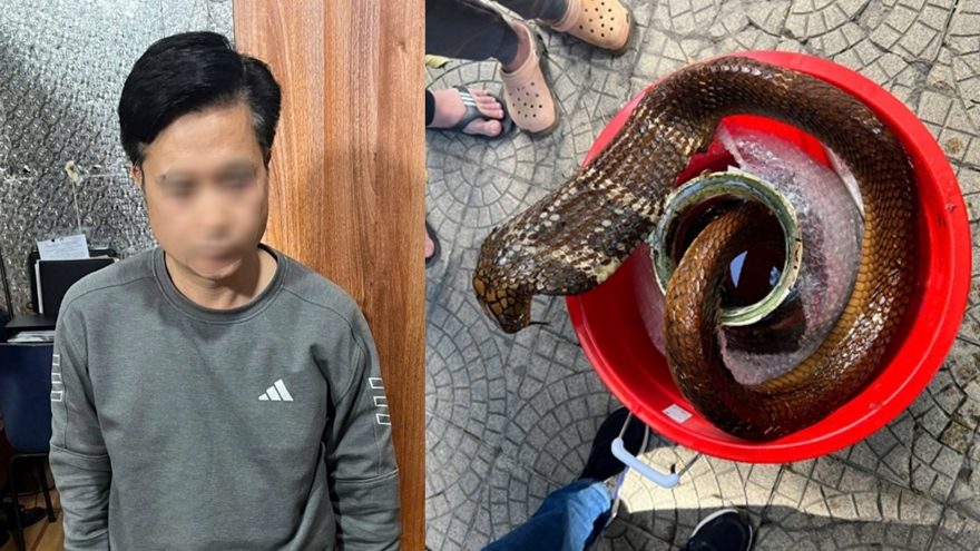 Khởi tố đối tượng mua bán rắn hổ mang chúa tại Hà Nội