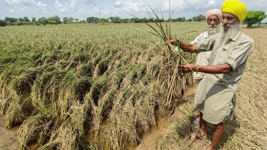 Xuất khẩu gạo của Ấn Độ năm 2025 tăng 19,4% lên mức gần kỷ lục