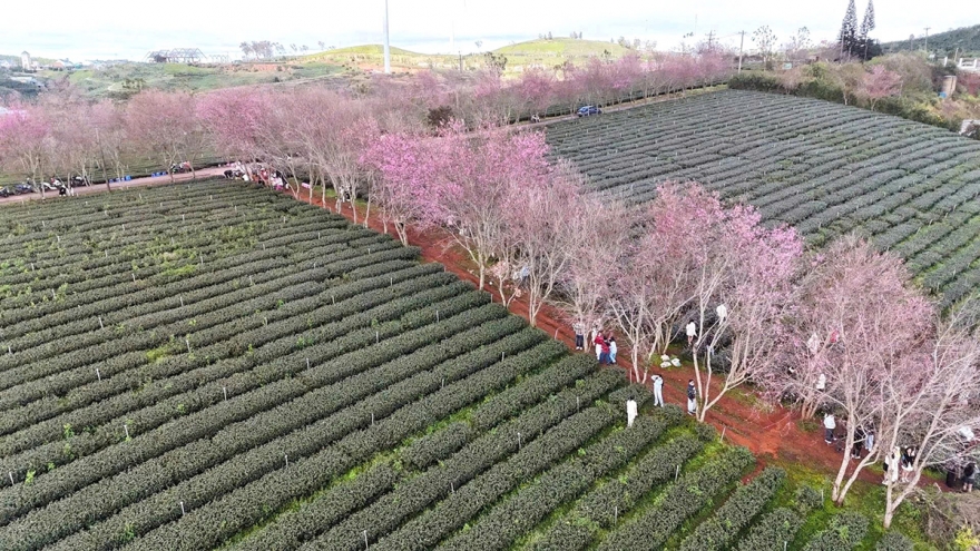 Trải nghiệm cưỡi ngựa ngắm hoa Mai Anh Đào giữa đồi trà tại Đà Lạt