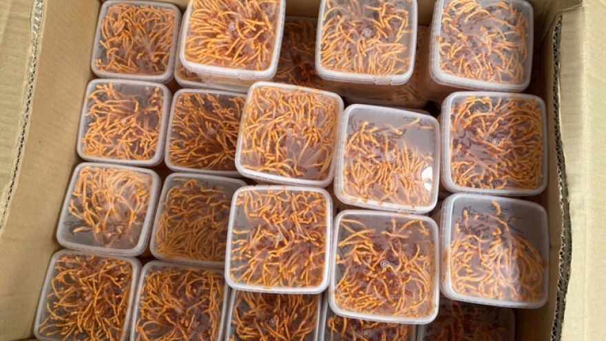 Đông trùng hạ thảo 350.000 đồng/kg: Giá rẻ bất thường, chất lượng khó kiểm soát