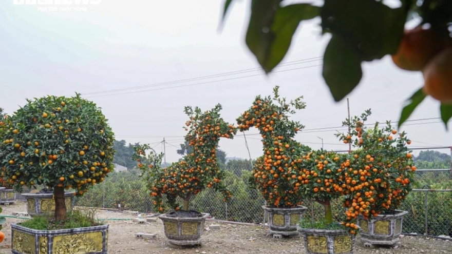 Độc lạ quýt cảnh hình ngựa giá hàng chục triệu đồng dịp Tết Bính Ngọ 2026