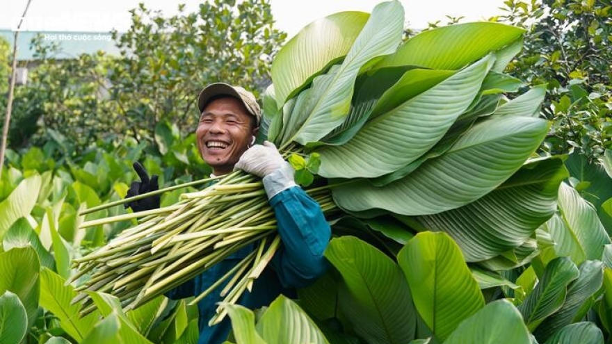 Nhu cầu dịp Tết tăng đột biến, người trồng lá dong "hái tiền" mỏi tay