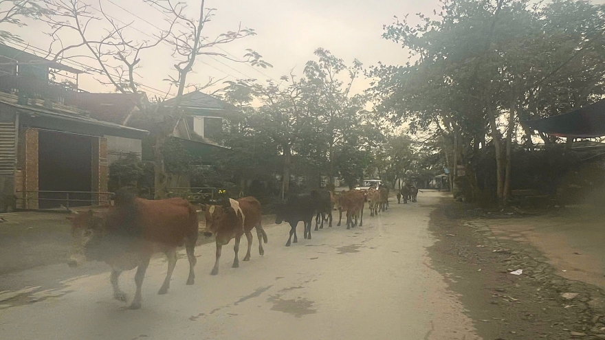 Bị phạt hành chính vì thả rông bò nơi công cộng