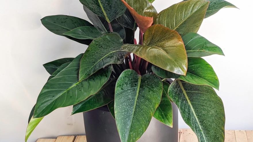 Những cây cảnh giá rẻ nhưng có lợi ích không nhỏ cho không gian sống