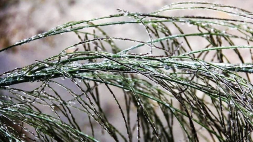 Cold weather persists across northern Vietnam