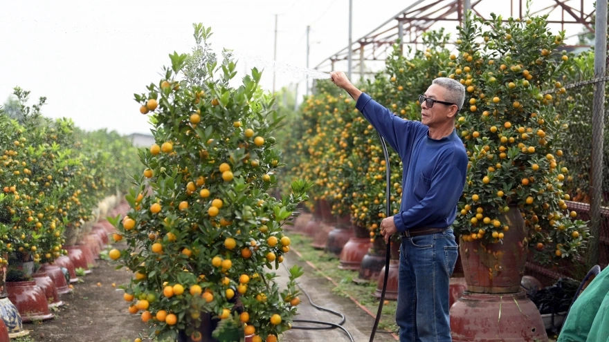 Quất Tứ Liên vào vụ Tết, nhà vườn giữ giá bán ổn định