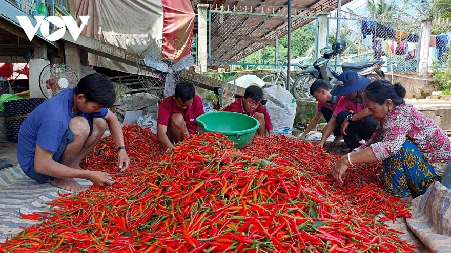 Vietnam’s chili exports up 20%, leading vegetable shipments