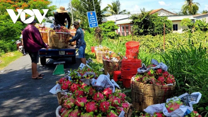 Dragon fruit exports fall to 11-year record low