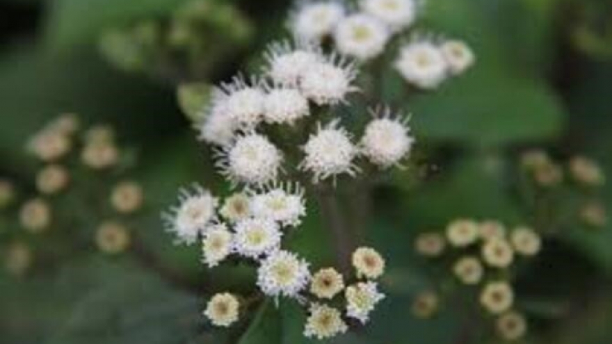 "Hoa rừng phai sắc": Sơn cước giữa dòng đời