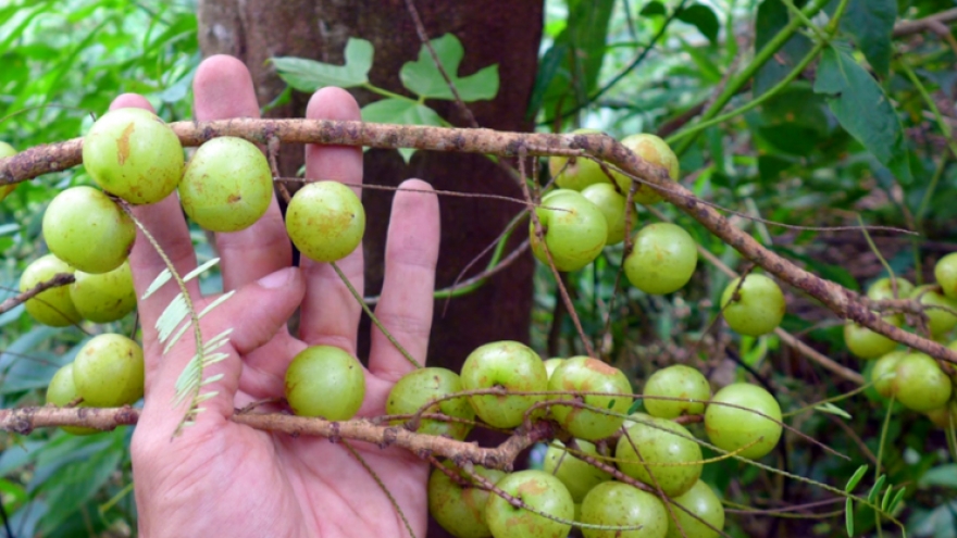 Loại quả rừng từng để rụng bỏ đi, nay thành đặc sản đắt giá