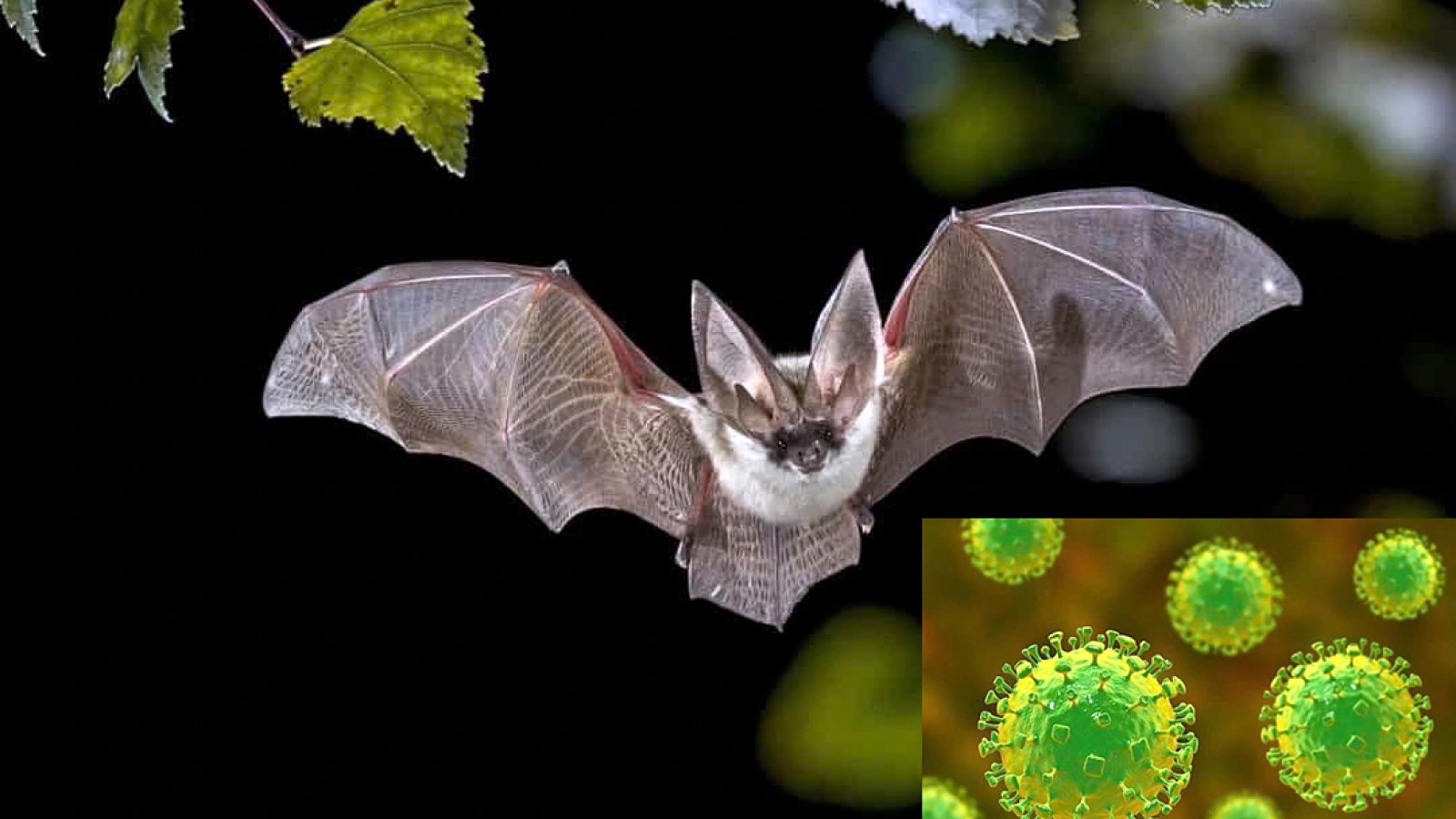 Nipah outbreak risk in Vietnam low, but vigilance still needed: experts