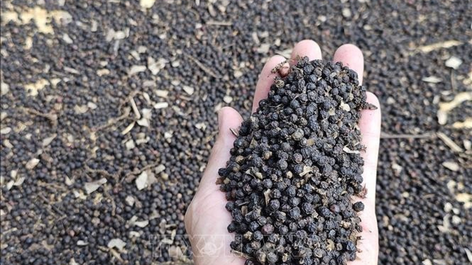 Pepper exports hit record high in 2025