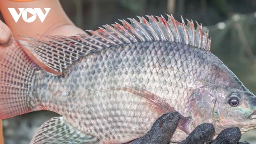 Nearly 200% rise in tilapia exports, demand concentrated in mid-range segment