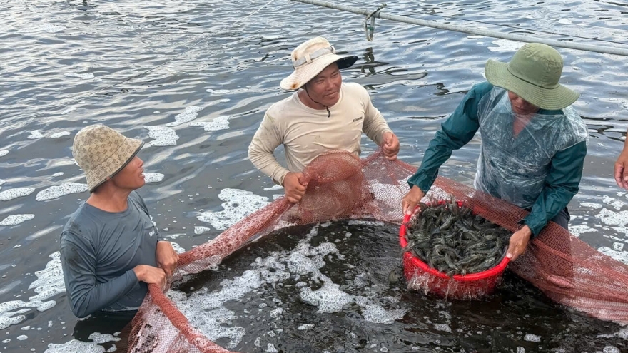 Giá tôm tăng cao, nông dân Cà Mau phấn khởi