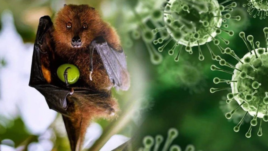 Virus Nipah thuộc bệnh truyền nhiễm nhóm A gây tử vong đến 75% nguy hiểm thế nào?