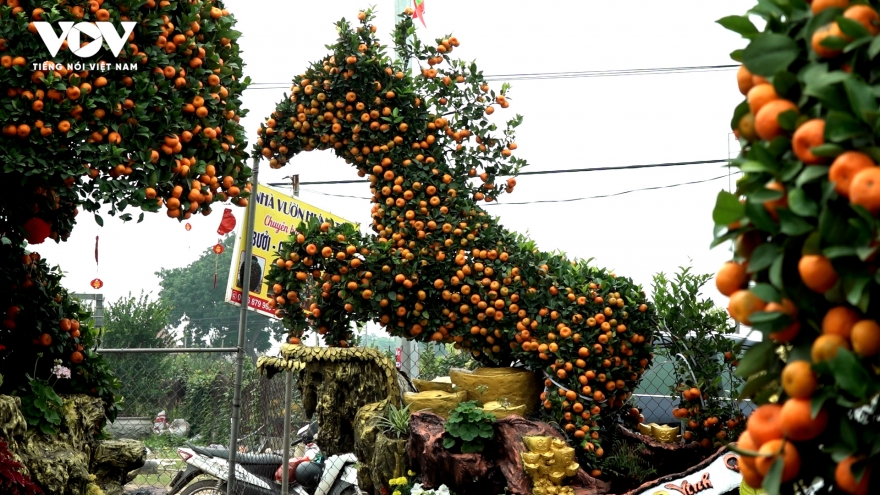 Độc lạ quýt cảnh dáng ngựa giá 250 triệu đồng nghênh đón Tết Bính Ngọ 2026