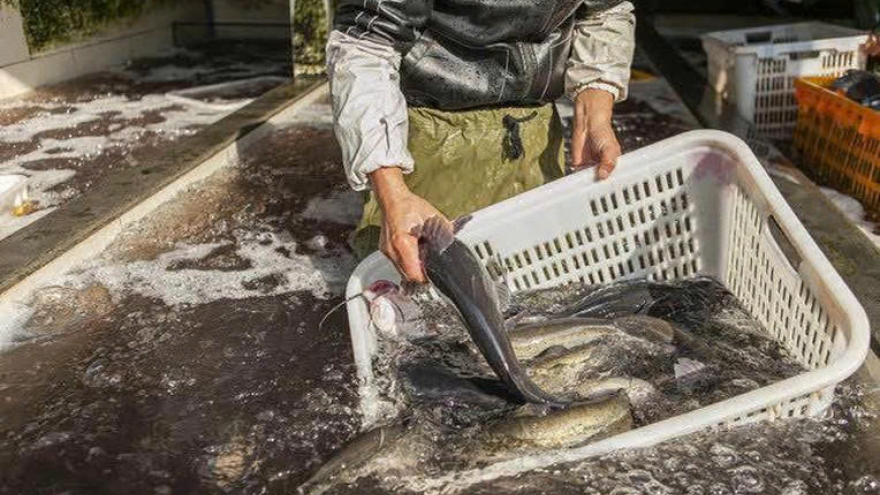 4 loại cá dễ “ngậm” kim loại nặng cần tránh xa