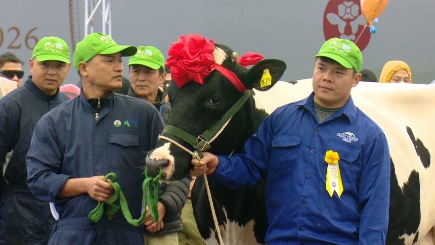 Sôi động Hội thi “Hoa hậu bò sữa Mộc Châu” năm 2026