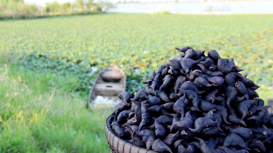 Người phụ nữ suýt mất mạng với món canh từ củ ấu tàu