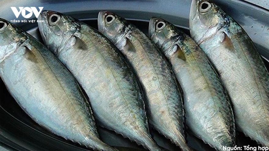 Ngư dân Cà Mau trúng đậm “lộc biển” cá ba thú, thu về tiền tỷ