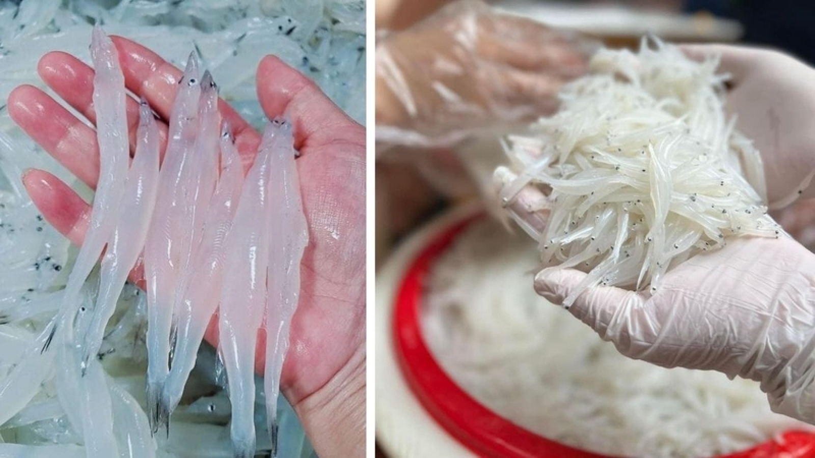 Loại cá trong suốt ít ai chú ý nhưng lại giàu đạm, ít béo