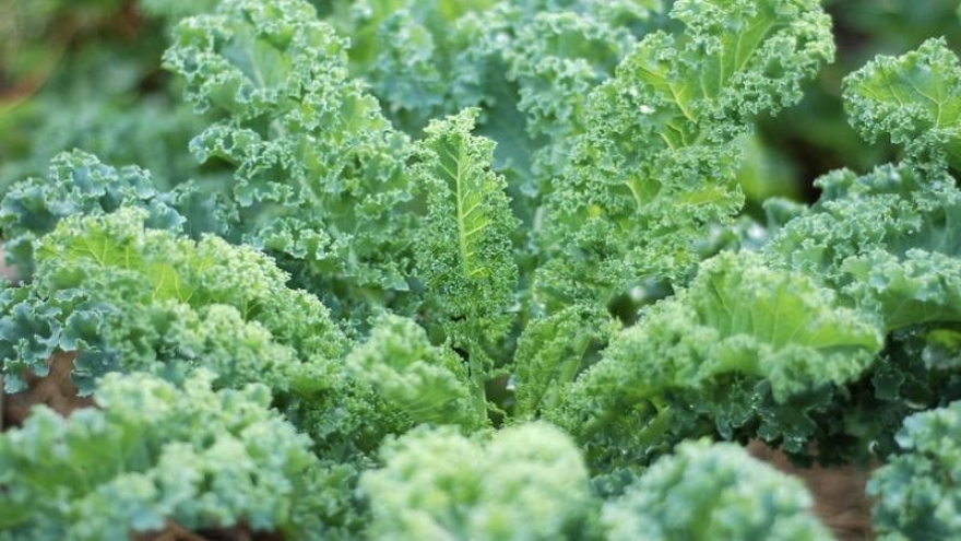 Vì sao cải xoăn được mệnh danh là “vua của các loại rau”?