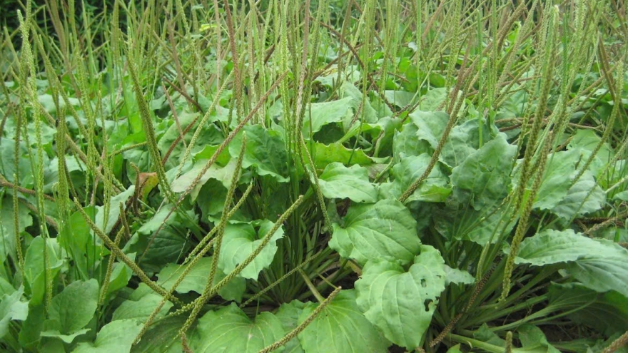 Loại cây mọc đầy ven đường được ví như ‘khắc tinh’ sỏi thận