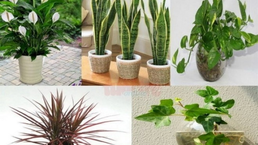 4 loại cây có độc, nhiều người vẫn thường xuyên trồng làm cảnh