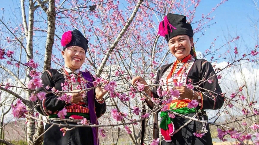 Early cherry blossoms bring colour to Vietnam’s northern borderland